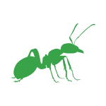 Dedetização de formigas