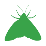 Dedetização de traças